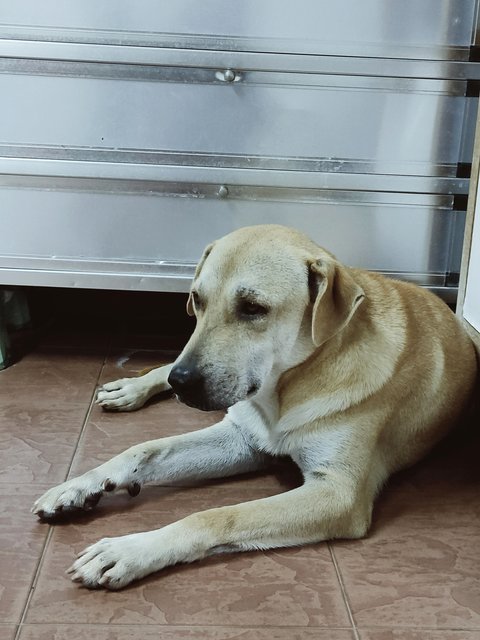 Yellow - Yellow Labrador Retriever Mix Dog