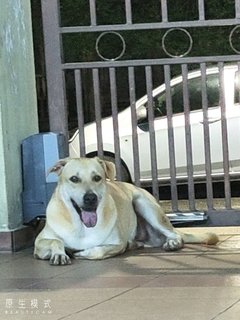 Yellow - Yellow Labrador Retriever Mix Dog