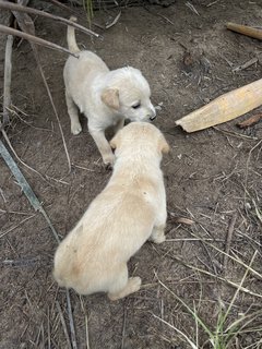 Charlie &amp; Biscuit - Mixed Breed Dog