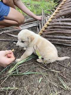 Charlie &amp; Biscuit - Mixed Breed Dog