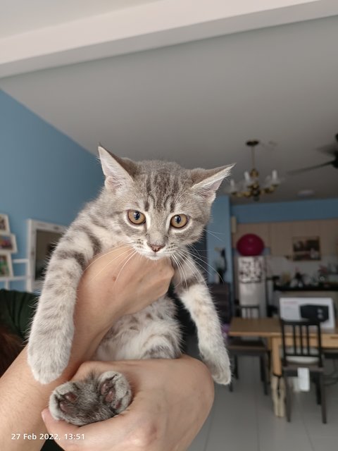 Grey - Domestic Long Hair + British Shorthair Cat