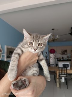 Grey - Domestic Long Hair + British Shorthair Cat