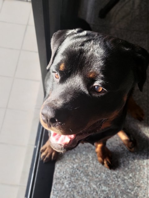 Ace - Rottweiler Dog