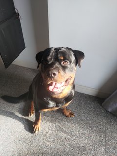 Ace - Rottweiler Dog