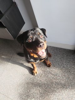 Ace - Rottweiler Dog