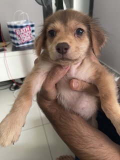 Peanut - Mixed Breed Dog