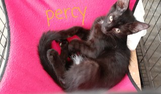 Percy And Darcy - Domestic Short Hair Cat