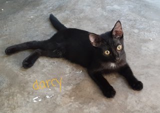 Percy And Darcy - Domestic Short Hair Cat