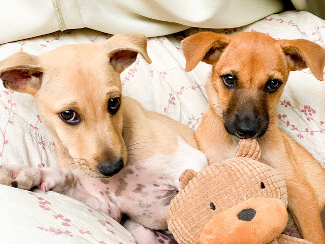 Elsa And Anna - Mixed Breed Dog