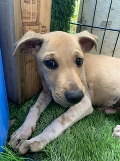 Elsa And Anna - Mixed Breed Dog