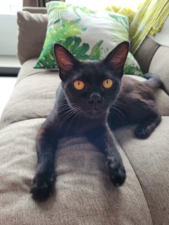 Bob - Domestic Short Hair + Bombay Cat