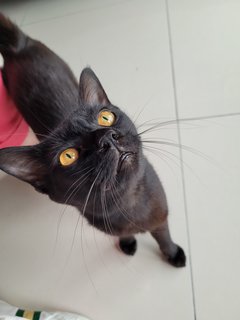 Bob - Domestic Short Hair + Bombay Cat