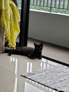 Bob - Domestic Short Hair + Bombay Cat