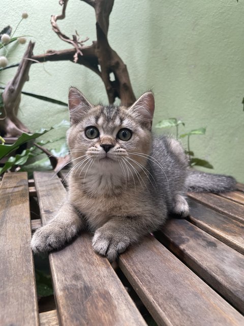 Teddy - British Shorthair Cat