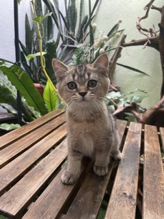 Teddy - British Shorthair Cat