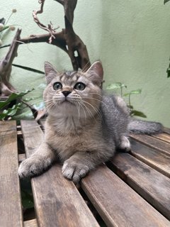 Teddy - British Shorthair Cat