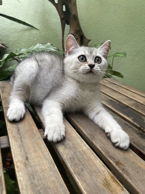 Geo - British Shorthair Cat