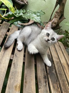 Geo - British Shorthair Cat