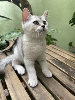 Geo - British Shorthair Cat