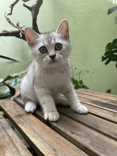 Geo - British Shorthair Cat