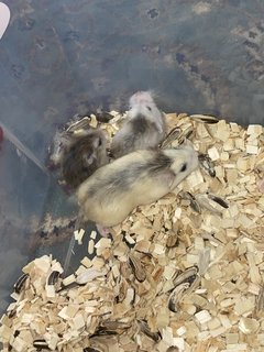 Baim With Family - Roborovsky's Hamster Hamster