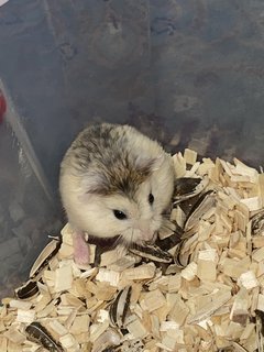 Baim With Family - Roborovsky's Hamster Hamster