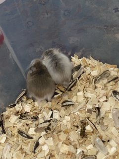 Baim With Family - Roborovsky's Hamster Hamster