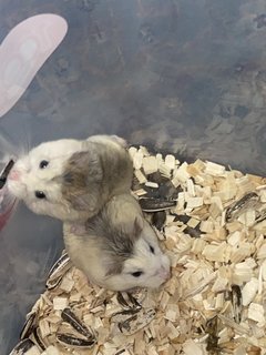 Baim With Family - Roborovsky's Hamster Hamster