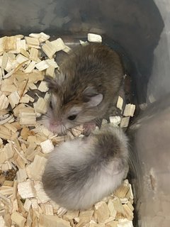 Baim With Family - Roborovsky's Hamster Hamster