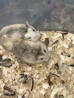 Baim With Family - Roborovsky's Hamster Hamster