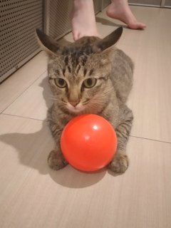 Boba  - Domestic Short Hair + Tabby Cat