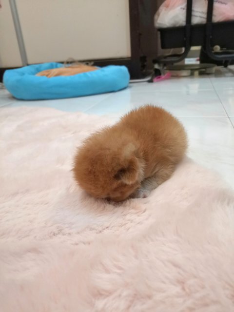 Little Orange - Domestic Short Hair Cat