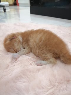 Little Orange - Domestic Short Hair Cat