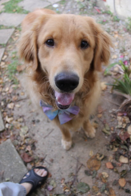 Riley - Golden Retriever Dog