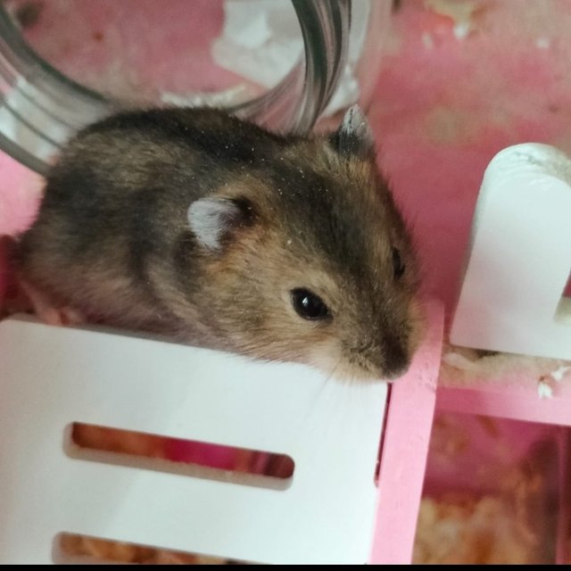 Cutie Cutie - Roborovsky's Hamster Hamster