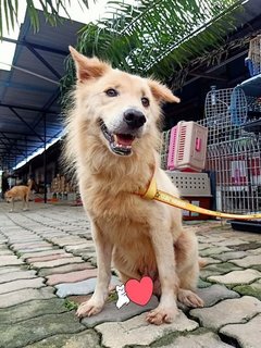 Unique Doggie 🐶特殊狗狗holiday🐶 - Mixed Breed Dog