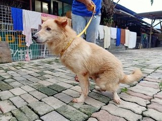 Unique Doggie 🐶特殊狗狗holiday🐶 - Mixed Breed Dog