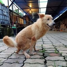 Unique Doggie 🐶特殊狗狗holiday🐶 - Mixed Breed Dog