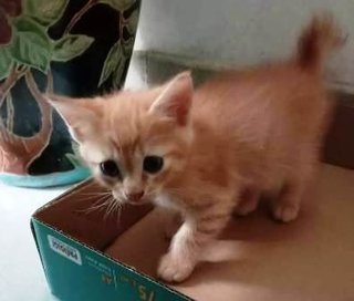 Fluffy, Frisky, Furball, Frosty - Domestic Short Hair Cat