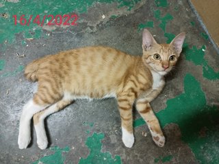 Tiger - Domestic Short Hair Cat