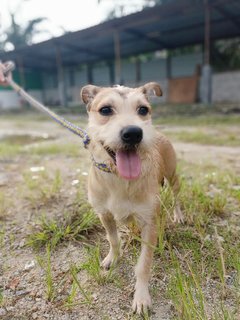 甜妞 Sweetheart  - Mixed Breed Dog