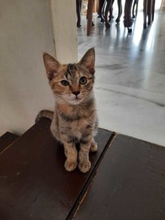 5 Months Old - Domestic Short Hair Cat