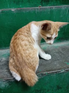 Shibu - Domestic Short Hair Cat