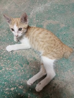 Shibu - Domestic Short Hair Cat