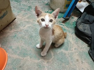 Shibu - Domestic Short Hair Cat