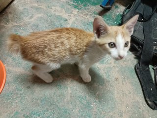 Shibu - Domestic Short Hair Cat