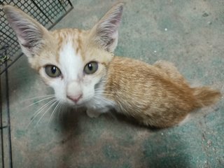 Shibu - Domestic Short Hair Cat