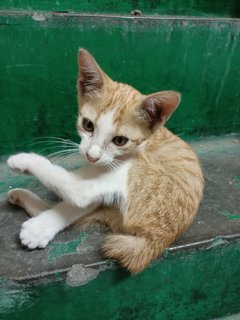 Shibu - Domestic Short Hair Cat