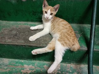 Shibu - Domestic Short Hair Cat