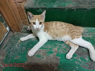 Shibu - Domestic Short Hair Cat